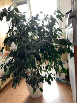 Predám izbový kvet FICUS BENJAMINA - 4