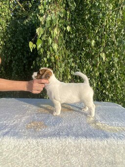 Jack Russell terier s PP - 4