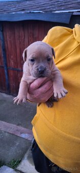 American Bully - 4