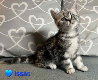 Britské whiskas mačiatka s PP - 4