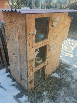 Zakrslé králiky. Chovný párik. - 4