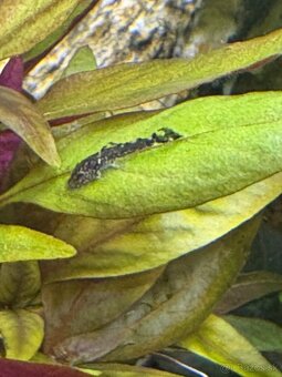 prisavnik-ancistrus - 4