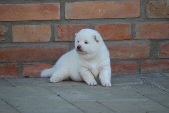 Shiba s PP - 4