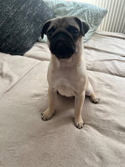 Mops - 4