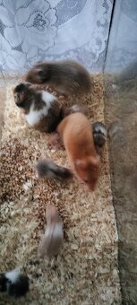 Sýrsky škrečok - 4