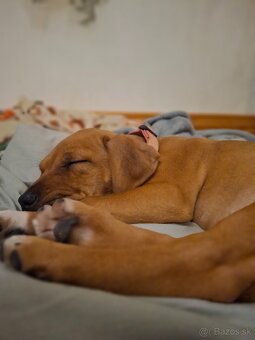 Predám šteniatko fenku - 4