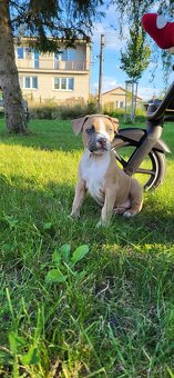 Stafordširsky terier - 4