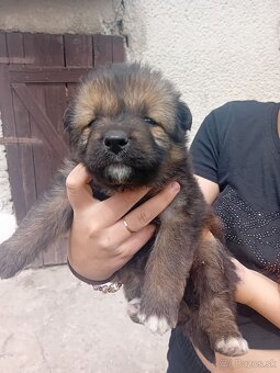 Nemecký ovčiak - 4