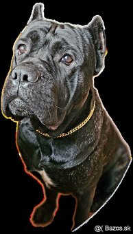 Cane Corso na krytie - 4