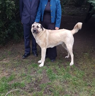 Kangal štěňata - rezervace - 4