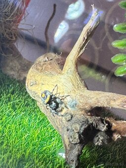 Phidippus regius / Skákavka kráľovská - 4