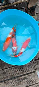 Japonske koi kapre - 4