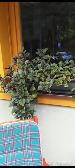 Plectranthus purpuratus - 4