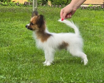 Papillon s rodokmeňom FCI - 4