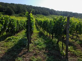 Vinohrad v Tokajskej oblasti - 4