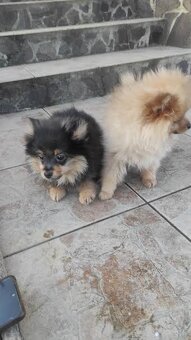Pomeranian mini - 4