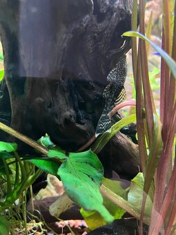 Živorodky Molly - 4