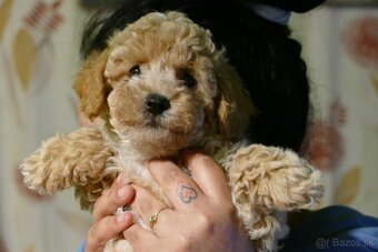 Maltipoo s doručením - 4