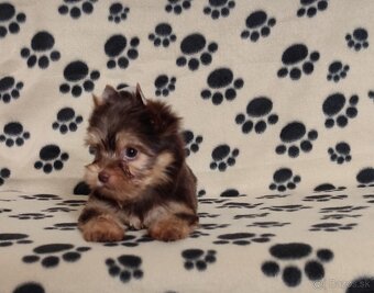 Choco,Čoko Yorkshire terrier - 4