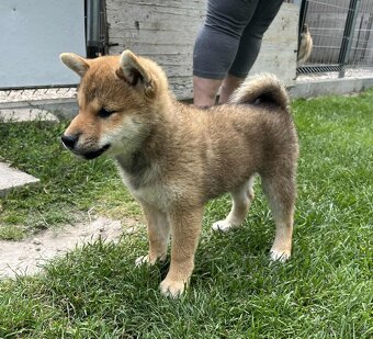Shiba inu psýk s PP - 4