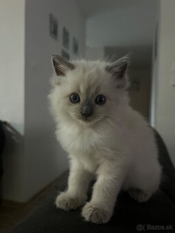 Ragdol, Ragdoll - 4
