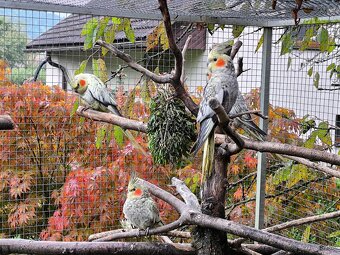 Predám korely výstavný typ - 4