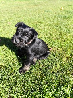 Šteniatka-bradáč malý - 4