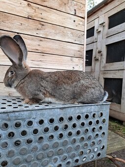 Predaj Belgických obrov - 4