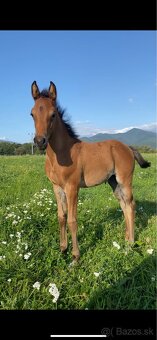 Princezná na predaj - 4