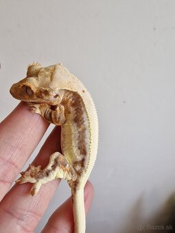 Rhacodactylus cilliatus - 4