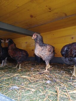 Araucana - 4