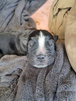 Cane Corso - 4