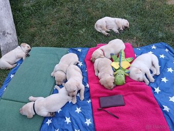 Šteniatka Labradora - 4