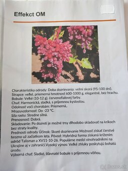 Predám sadenice viniča - 4