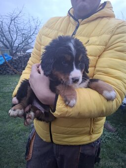 Bernský salašnícky pes- Šteniatka - 4