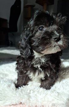 Maltipo.Maltipoo - 4