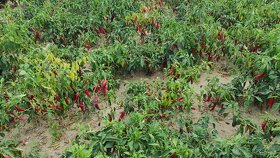 Čerstvá mletá červená paprika z Južného Maďarska - 4