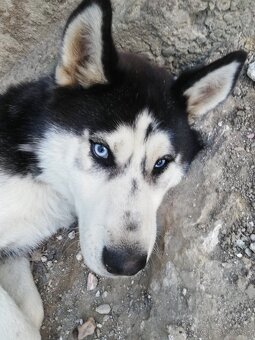 Sibirsky husky - 4