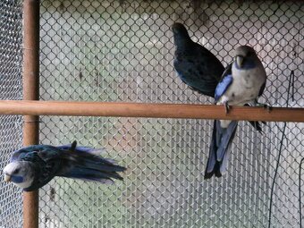 Predám Rozela penant modra. - 4