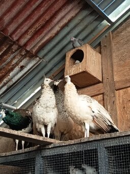 Predám pávy korunkaté - 4