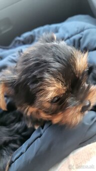 Yorkshirsky terier mini - 4