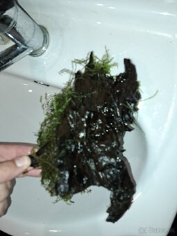 Koreň s machom do akvária - 4