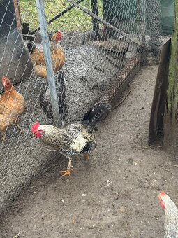 Predám mladé kohuty - eladó kakasok - 4