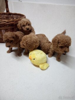 Pudel šteniatka - 4