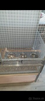 Klietka - 4