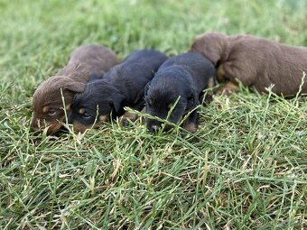 Jagdterrier - 4