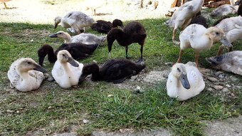 Indicky bežec, Indicke bežce - 4
