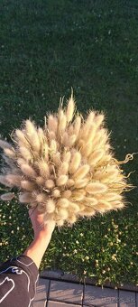 Sušený zajačí chvost - Bunny tail grass - 4
