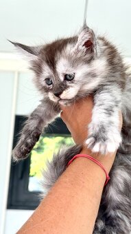 Mainska myvalia Maine Coon Gaya - 4