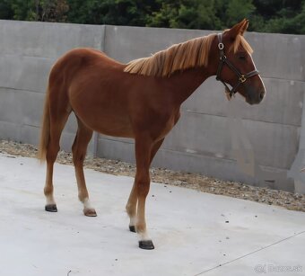 Norik Maďarský chladnokrvník - 4